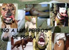 razas agresivas